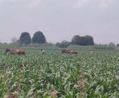 Buen panorama  para agricultores 