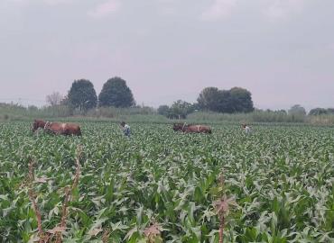 Buen panorama  para agricultores 
