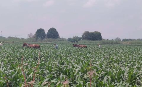 Buen panorama  para agricultores 
