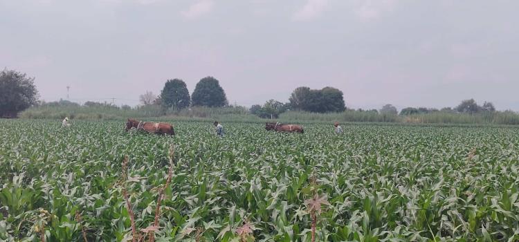 Buen panorama  para agricultores 