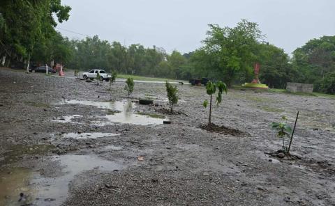 Reforestan la ribera del río Axtla... Justo antes de que el río haga lo suyo
