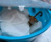 Trafican especies   en paqueterías 