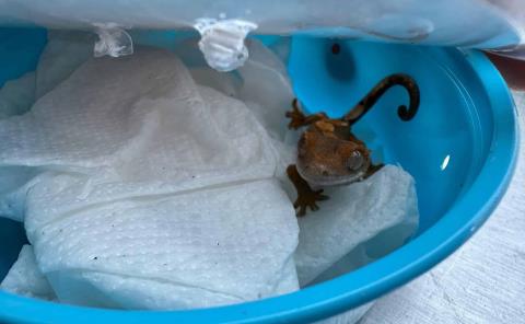 Trafican especies   en paqueterías 
