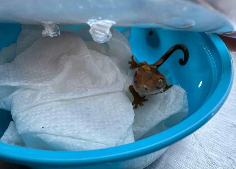 Trafican especies   en paqueterías 
