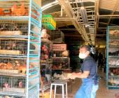 Operativos por venta  ilegal de animales 