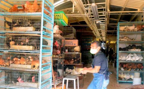 Operativos por venta  ilegal de animales 

