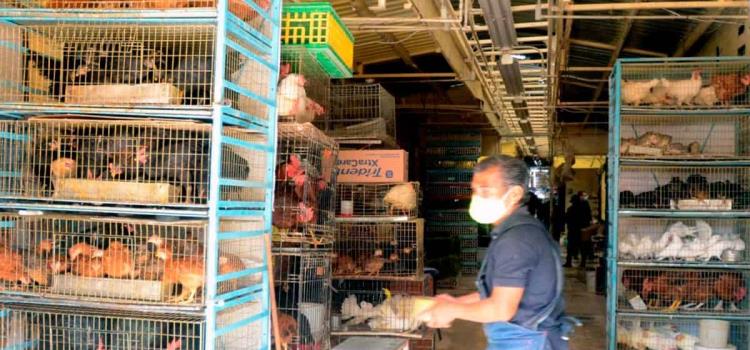 Operativos por venta  ilegal de animales 