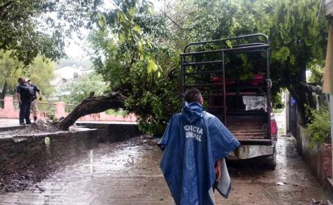 ÁRBOL APLASTÓ CAMIONETA