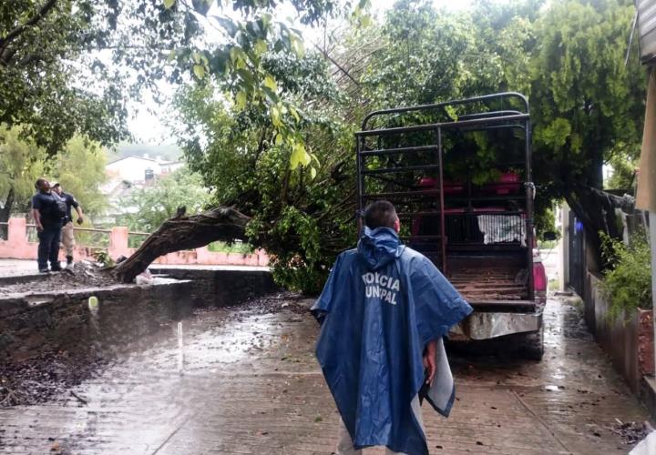 ÁRBOL APLASTÓ CAMIONETA