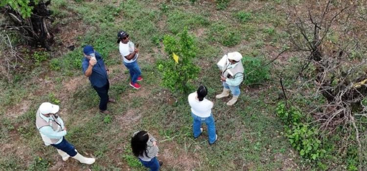Apoyará Cuba a combatir plagas Apoyará Cuba a combatir plagas