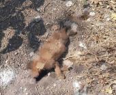 Denuncian crueldad  animal en San Rafa