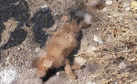 Denuncian crueldad  animal en San Rafa
