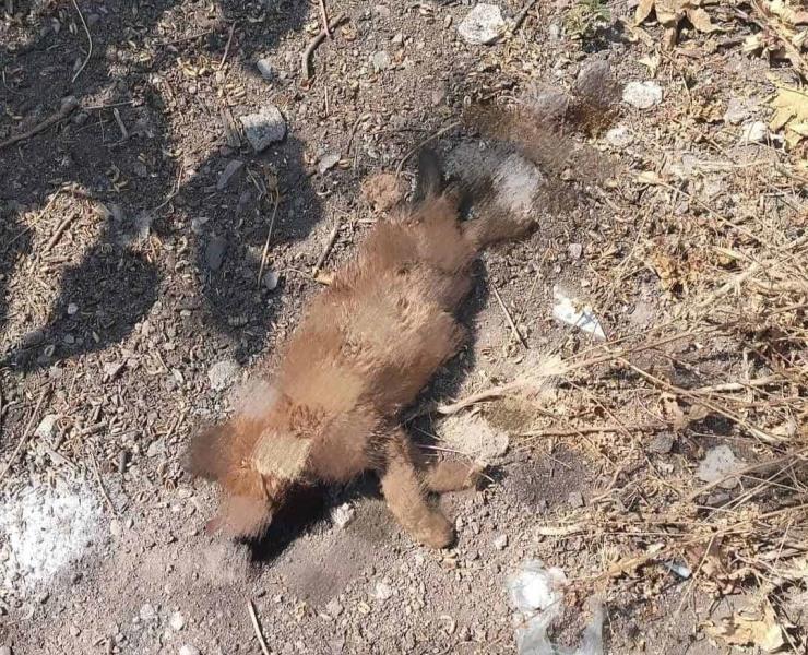 Denuncian crueldad  animal en San Rafa
