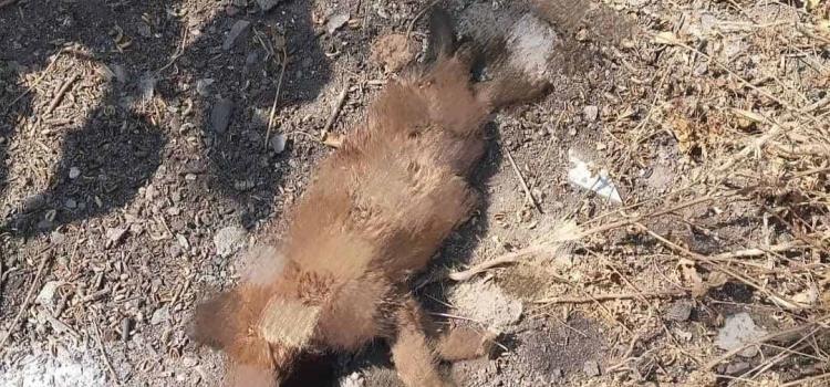 Denuncian crueldad  animal en San Rafa
