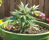 Plantan mota en fraccionamientos