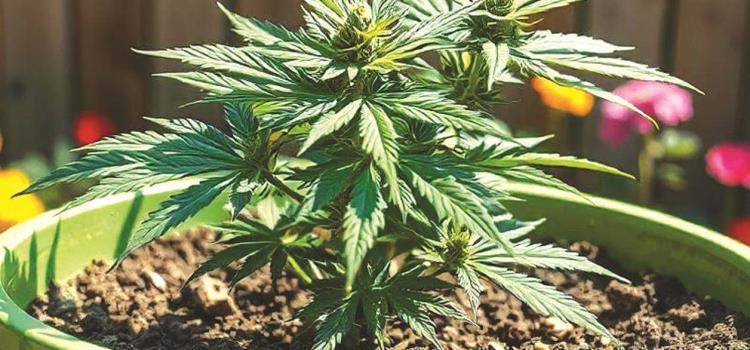 Plantan mota en fraccionamientos Plantan mota en fraccionamientos