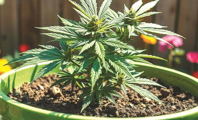 Plantan mota en fraccionamientos