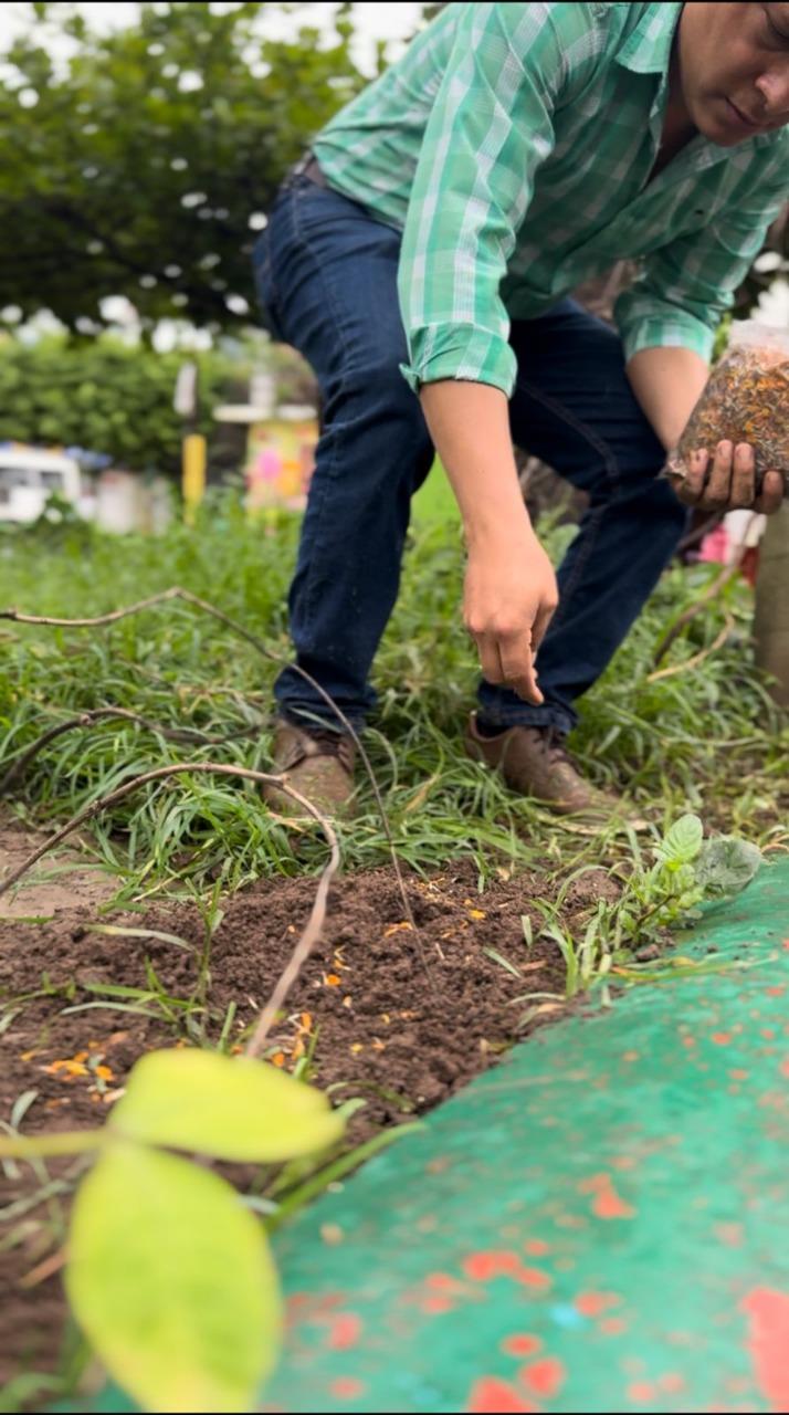 Promueve Ecología siembra de cempasúchil