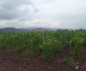 LLUVIAS TRAJERON ESPERANZAS A ZM