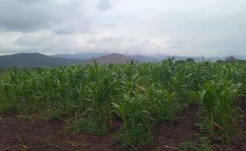 LLUVIAS TRAJERON ESPERANZAS A ZM
