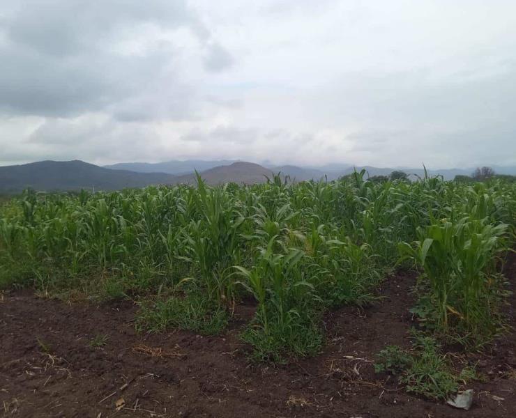 LLUVIAS TRAJERON ESPERANZAS A ZM
