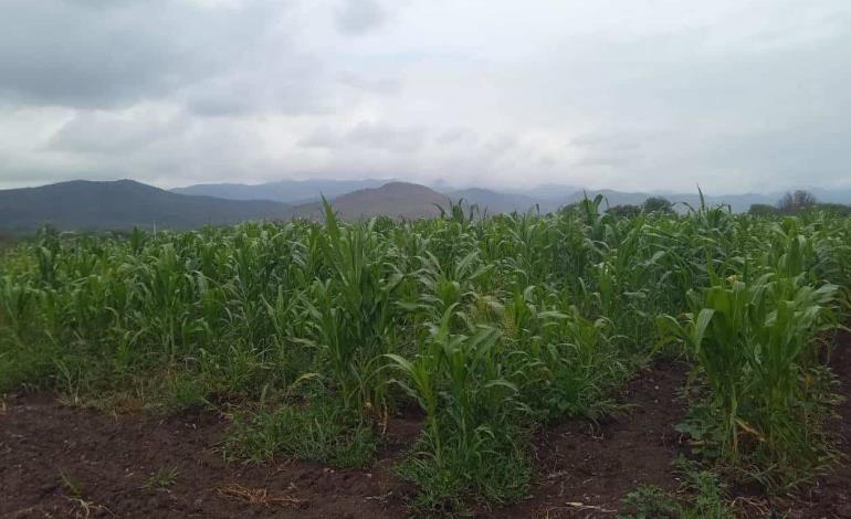 LLUVIAS TRAJERON ESPERANZAS A ZM