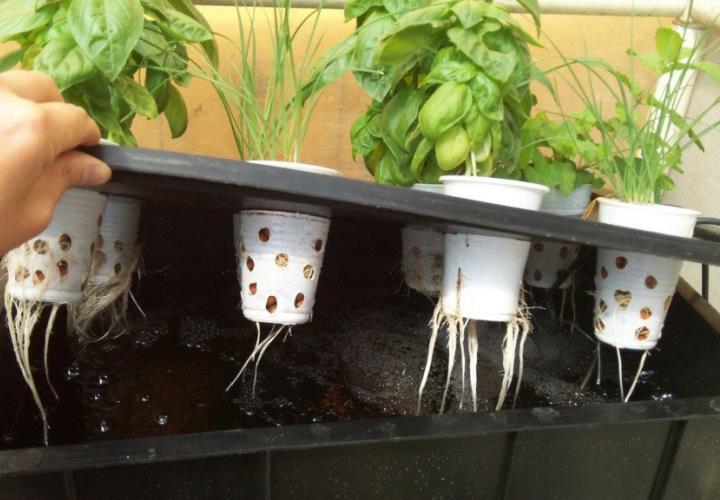 Enseñan a campesinos el cultivo hidropónico 