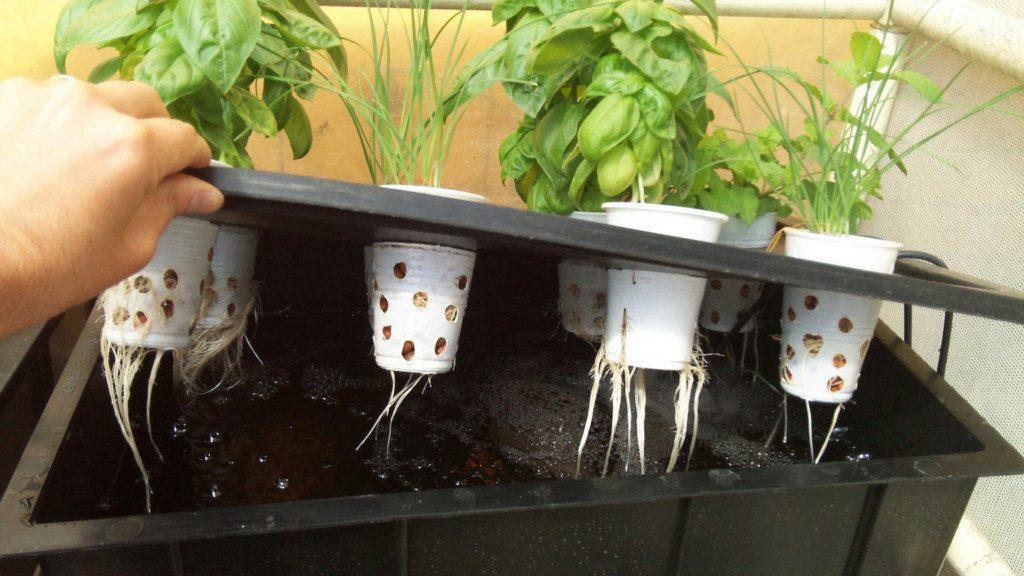Enseñan a campesinos el cultivo hidropónico 
