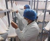 Fortalecen organismos biológicos contra plagas 
