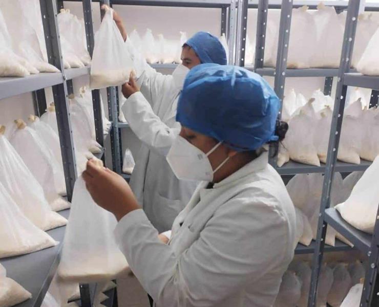 Fortalecen organismos biológicos contra plagas 
