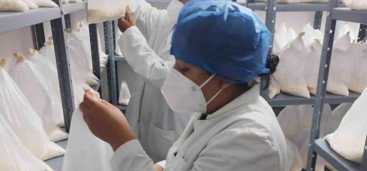 Fortalecen organismos biológicos contra plagas 