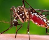 Hay alarma por dengue