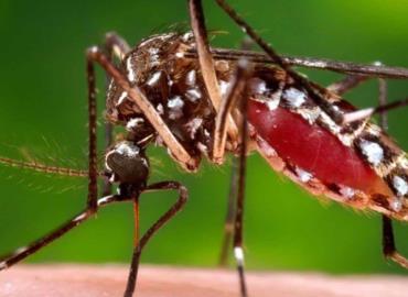 Hay alarma por dengue