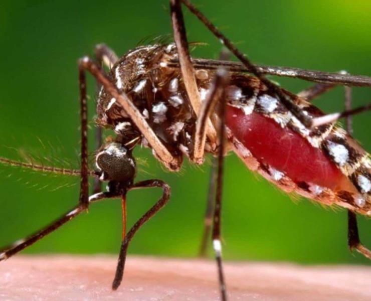 Hay alarma por dengue
