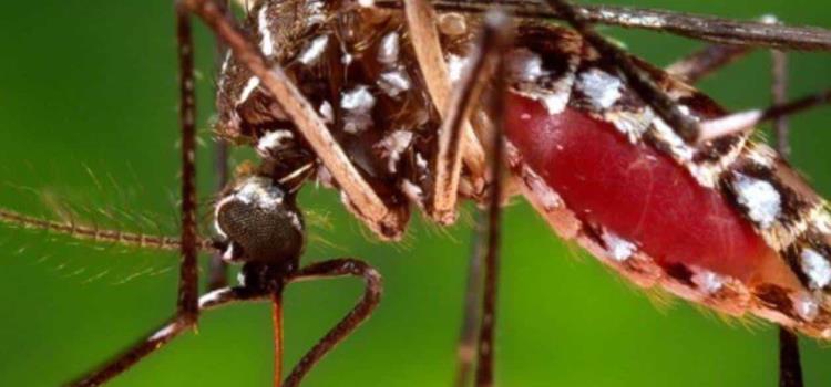 Hay alarma por dengue Hay alarma por dengue