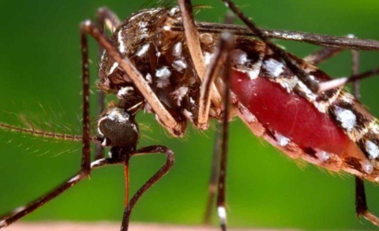 Hay alarma por dengue
