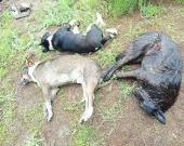 Masacre de perros