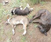 Masacre de perros