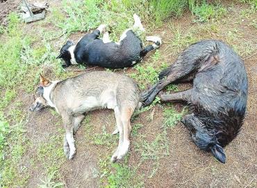 Masacre de perros