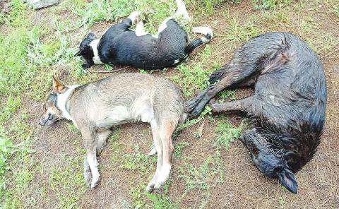 Masacre de perros