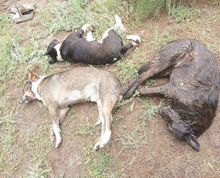Masacre de perros