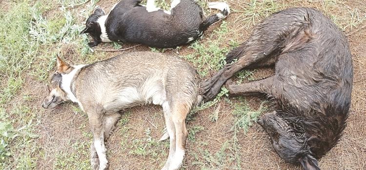 Masacre de perros Masacre de perros