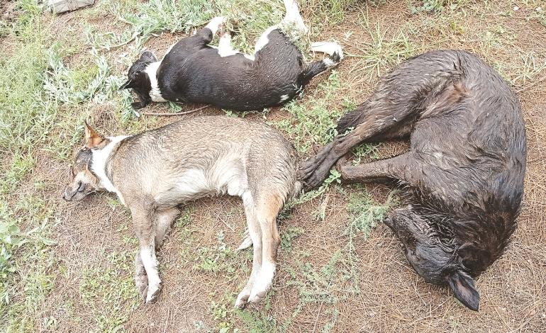 Masacre de perros