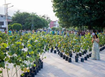 Más de 15 árboles ha entregado el gobierno