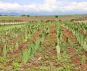 Impulsan nopal forrajero en RV