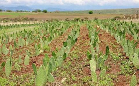 Impulsan nopal forrajero en RV

