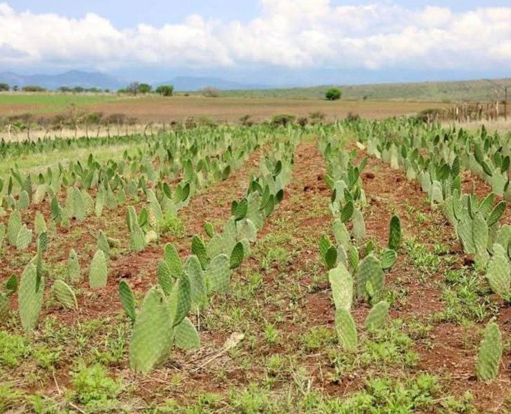 Impulsan nopal forrajero en RV

