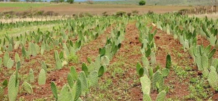 Impulsan nopal forrajero en RV Impulsan nopal forrajero en RV