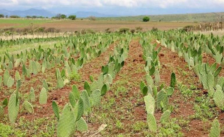 Impulsan nopal forrajero en RV