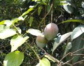 Temporada de mangos pasa desapercibida